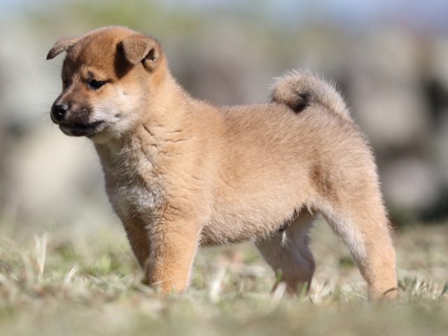 FP5A4109-puupy-shibainu FP5A4109-puupy-shibainu