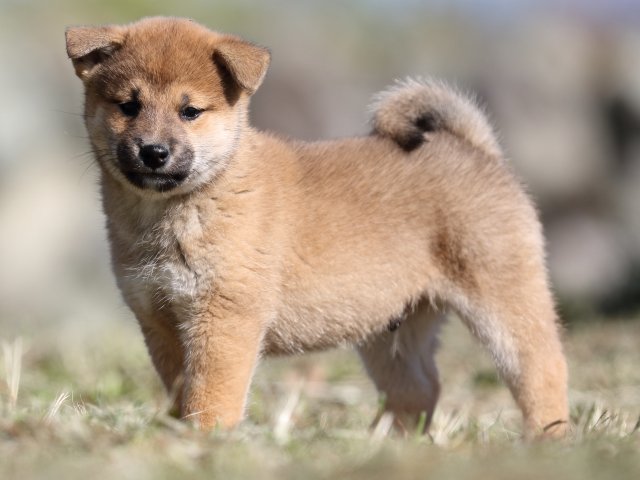 FP5A4115-puupy-shibainu FP5A4115-puupy-shibainu