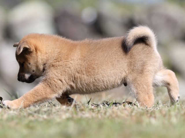 FP5A4127-puupy-shibainu FP5A4127-puupy-shibainu