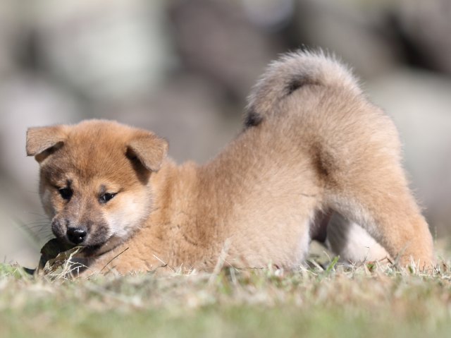 FP5A4129-puupy-shibainu FP5A4129-puupy-shibainu