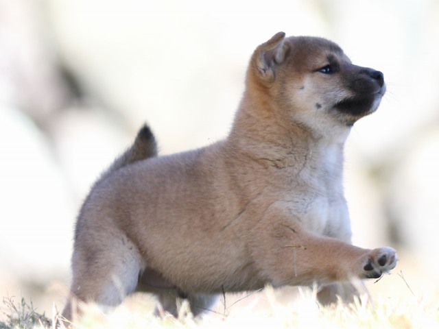 FP5A4149-puupy-shibainu FP5A4149-puupy-shibainu