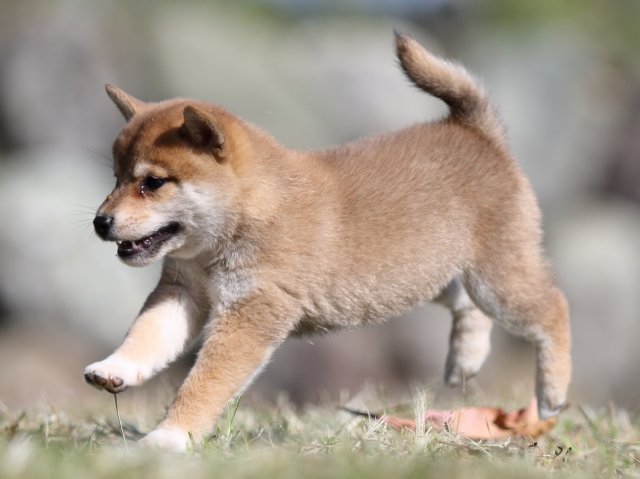 FP5A4162-puupy-shibainu FP5A4162-puupy-shibainu
