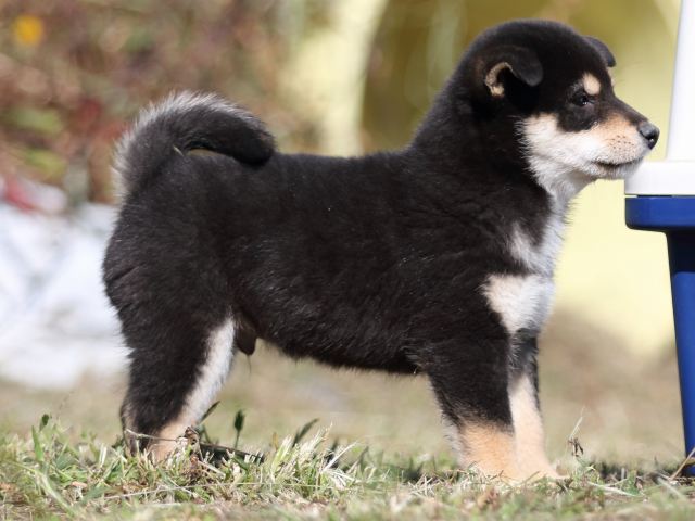 FP5A4290-puupy-shibainu FP5A4290-puupy-shibainu