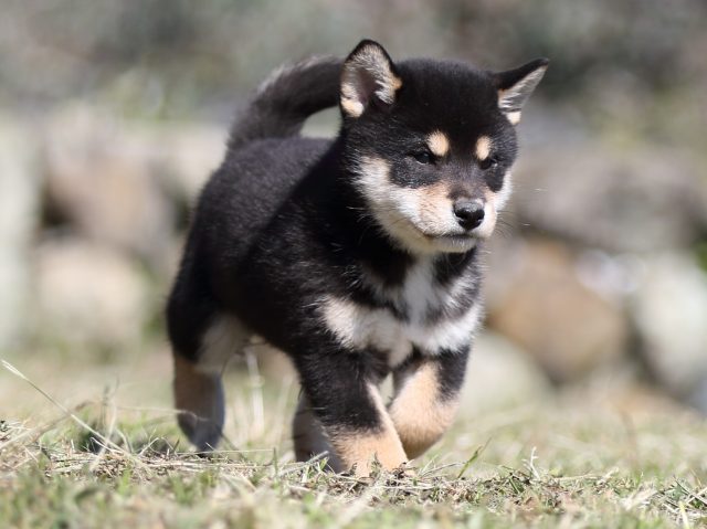 FP5A4346-puupy-shibainu FP5A4346-puupy-shibainu