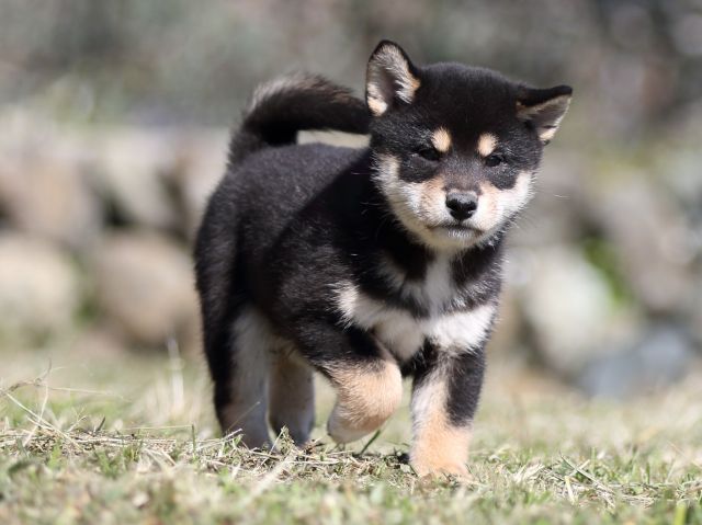 FP5A4348-puupy-shibainu FP5A4348-puupy-shibainu