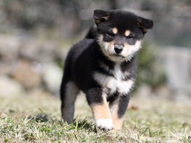 FP5A4356-puupy-shibainu FP5A4356-puupy-shibainu
