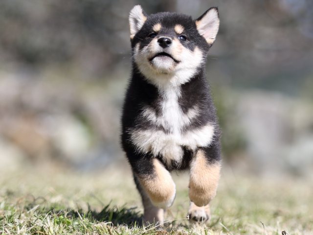 FP5A4367-puupy-shibainu FP5A4367-puupy-shibainu