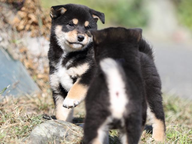 FP5A4381-puupy-shibainu FP5A4381-puupy-shibainu