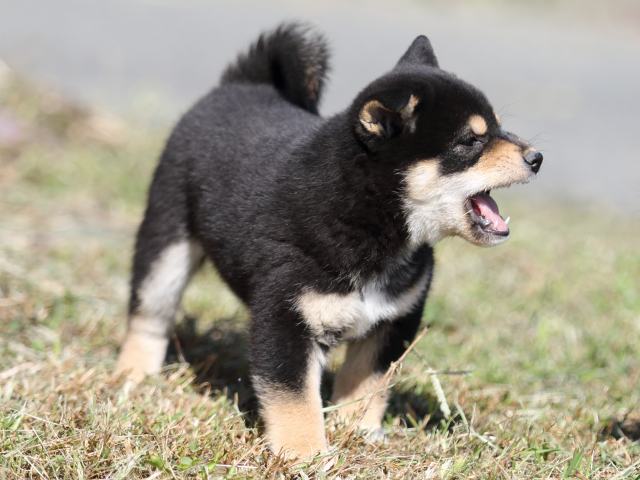 FP5A4387-puupy-shibainu FP5A4387-puupy-shibainu