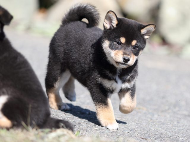 FP5A4404-puupy-shibainu FP5A4404-puupy-shibainu