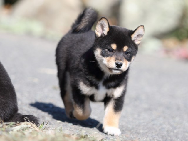 FP5A4406-puupy-shibainu FP5A4406-puupy-shibainu