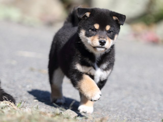 FP5A4407-puupy-shibainu FP5A4407-puupy-shibainu