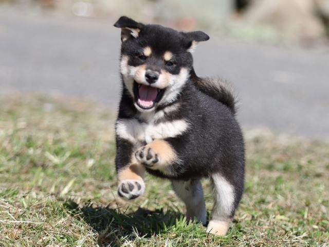 FP5A4416-puupy-shibainu FP5A4416-puupy-shibainu