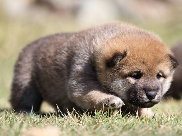 FP5A4438-puupy-shibainu FP5A4438-puupy-shibainu