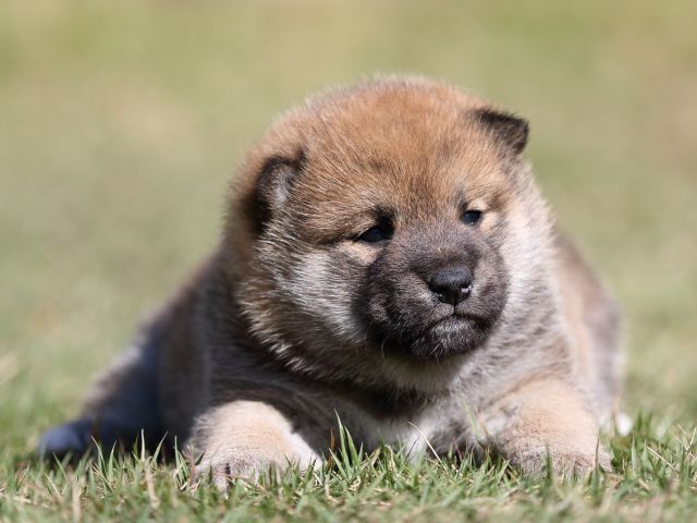 FP5A4459-puupy-shibainu FP5A4459-puupy-shibainu