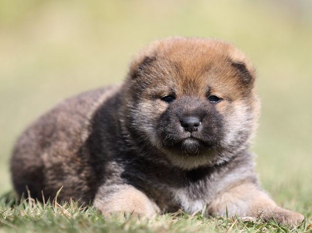 FP5A4503-puupy-shibainu FP5A4503-puupy-shibainu