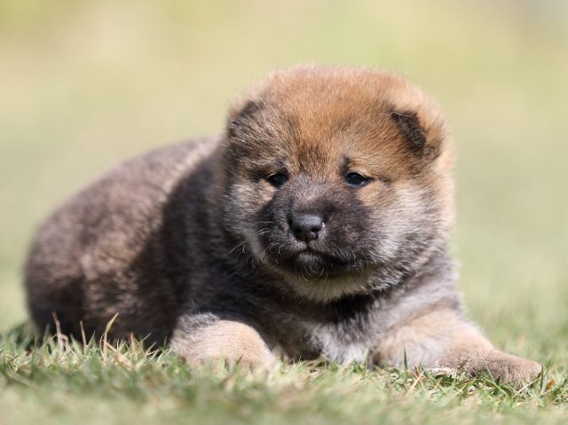 FP5A4509-puupy-shibainu FP5A4509-puupy-shibainu