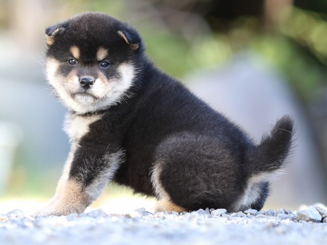 FP5A4583-puupy-shibainu FP5A4583-puupy-shibainu