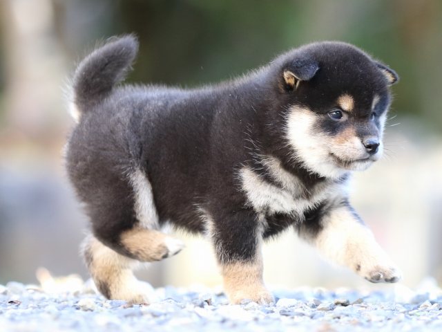 FP5A4594-puupy-shibainu FP5A4594-puupy-shibainu