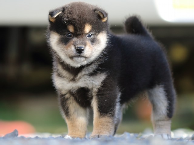 FP5A4598-puupy-shibainu FP5A4598-puupy-shibainu