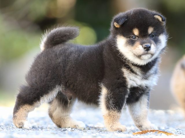 FP5A4637-puupy-shibainu FP5A4637-puupy-shibainu