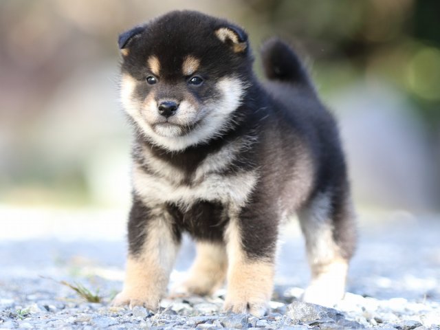 FP5A4643-puupy-shibainu FP5A4643-puupy-shibainu