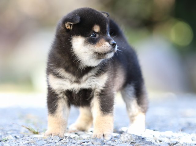 FP5A4646-puupy-shibainu FP5A4646-puupy-shibainu