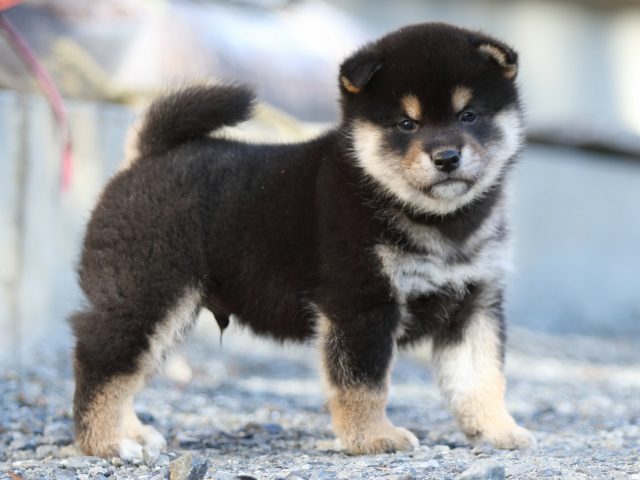 FP5A4678-puupy-shibainu FP5A4678-puupy-shibainu
