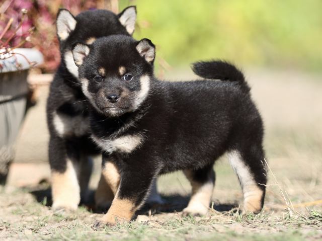 FP5A4691-puupy-shibainu FP5A4691-puupy-shibainu