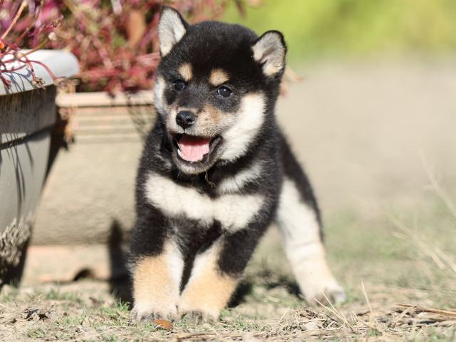 FP5A4695-puupy-shibainu FP5A4695-puupy-shibainu