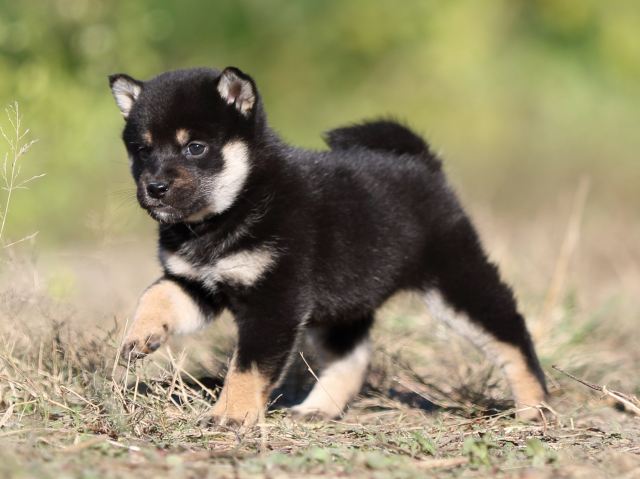 FP5A4704-puupy-shibainu FP5A4704-puupy-shibainu