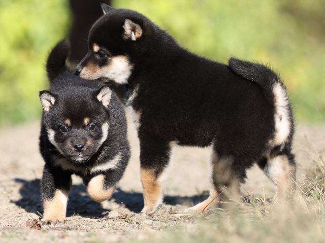 FP5A4712-puupy-shibainu FP5A4712-puupy-shibainu