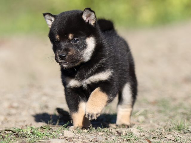 FP5A4724-puupy-shibainu FP5A4724-puupy-shibainu