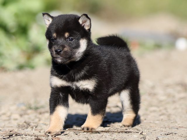 FP5A4740-puupy-shibainu FP5A4740-puupy-shibainu