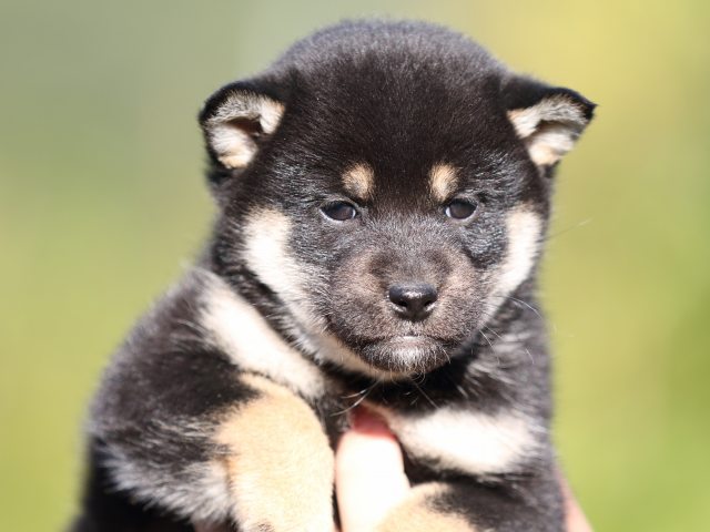 FP5A4759-puupy-shibainu FP5A4759-puupy-shibainu