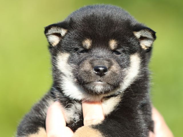 FP5A4763-puupy-shibainu FP5A4763-puupy-shibainu