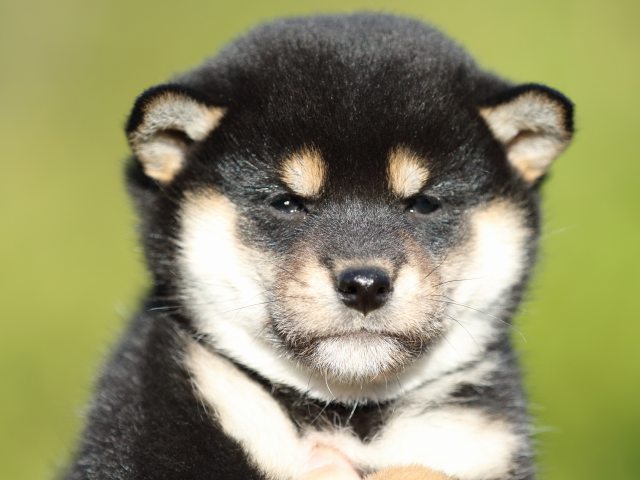 FP5A4768-puupy-shibainu FP5A4768-puupy-shibainu