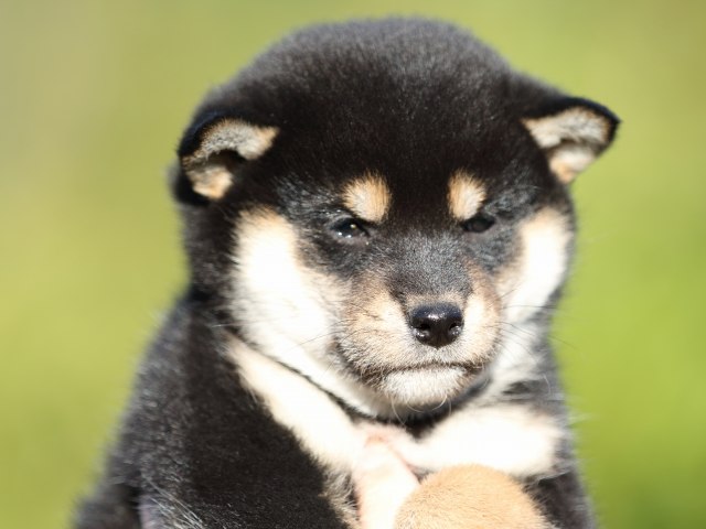 FP5A4769-puupy-shibainu FP5A4769-puupy-shibainu