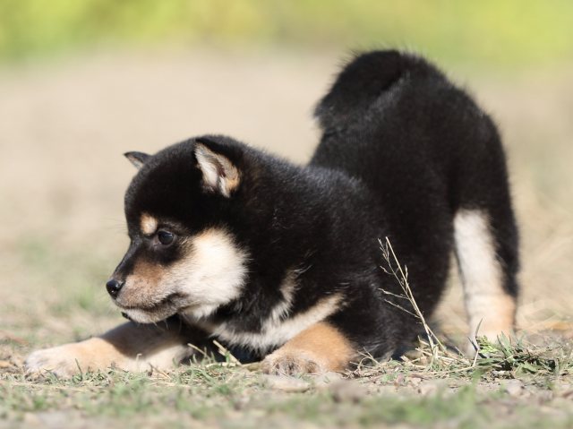 FP5A4777-puupy-shibainu FP5A4777-puupy-shibainu