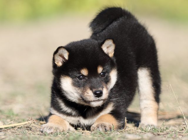 FP5A4779-puupy-shibainu FP5A4779-puupy-shibainu