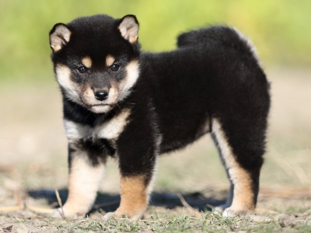 FP5A4791-puupy-shibainu FP5A4791-puupy-shibainu