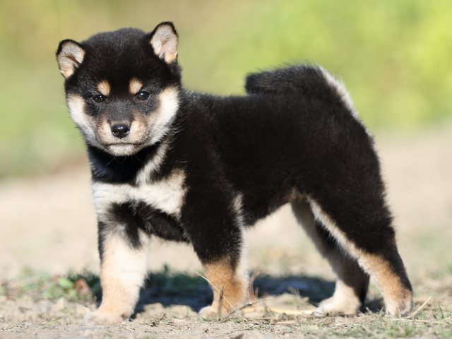 FP5A4800-puupy-shibainu FP5A4800-puupy-shibainu