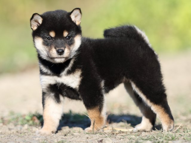 FP5A4803-puupy-shibainu FP5A4803-puupy-shibainu