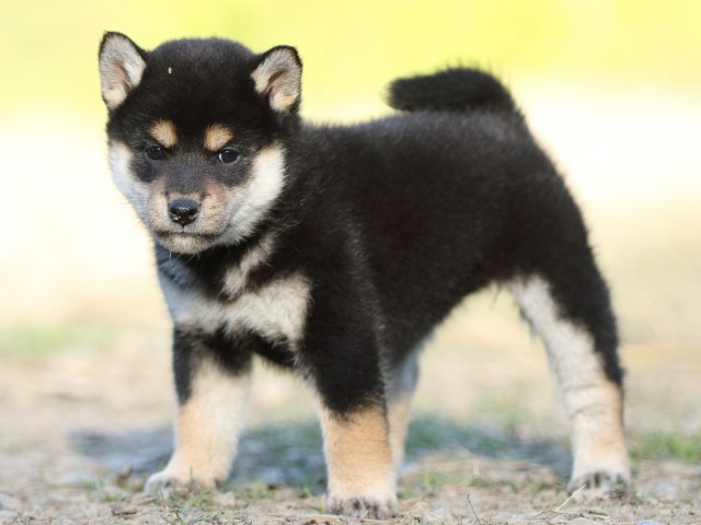 FP5A4826-puupy-shibainu FP5A4826-puupy-shibainu