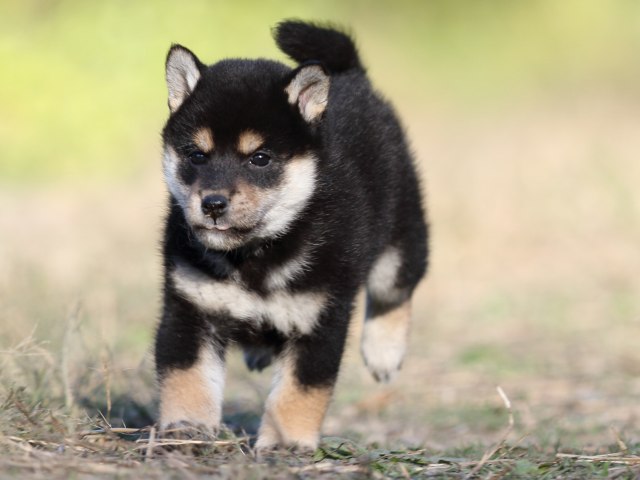 FP5A4830-puupy-shibainu FP5A4830-puupy-shibainu