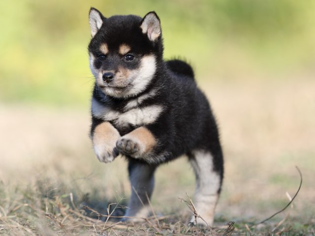 FP5A4832-puupy-shibainu FP5A4832-puupy-shibainu