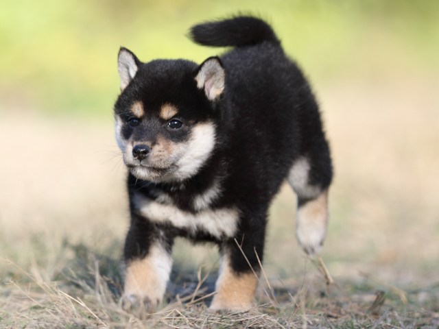 FP5A4833-puupy-shibainu FP5A4833-puupy-shibainu