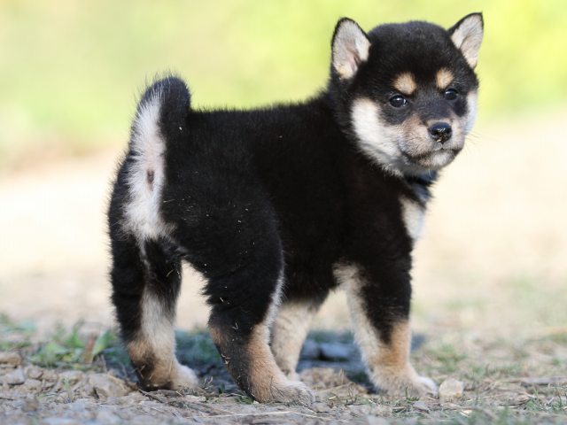 FP5A4849-puupy-shibainu FP5A4849-puupy-shibainu