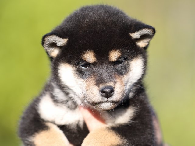 FP5A4850-puupy-shibainu FP5A4850-puupy-shibainu