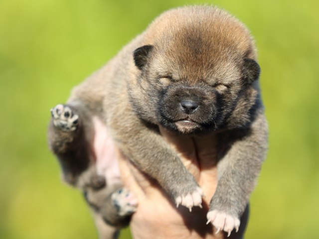 FP5A4893-puupy-shibainu FP5A4893-puupy-shibainu
